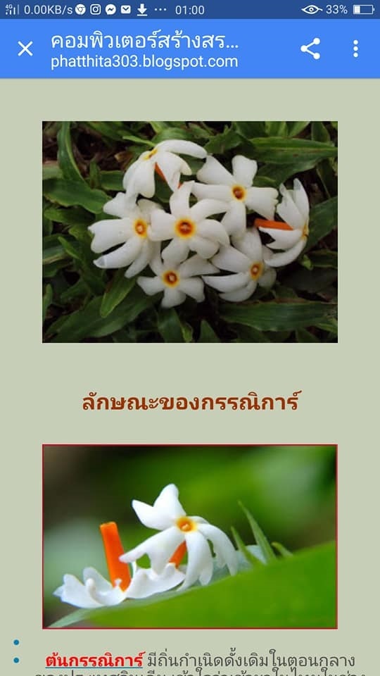 กรรณิการ์เป็นไม้ที่มีกลิ่นหอมแรง โดยจะบานตอนกลางคืน ออกดอก | Drenglish Garden มหาสารคาม - กันทรวิชัย มหาสารคาม