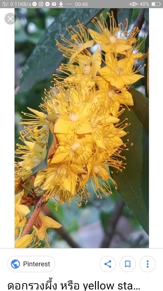 รวงผึ้ง ไม้ดอกประจำรัชกาลที่ 10 ราคาโปร เพียงต้นละ 300 บาท  | Drenglish Garden มหาสารคาม - กันทรวิชัย มหาสารคาม