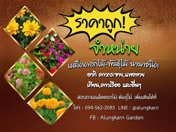 เมล็ดดอกไม้ พันธุ์ไม้  seed  | Alungkarn - เมืองราชบุรี ราชบุรี