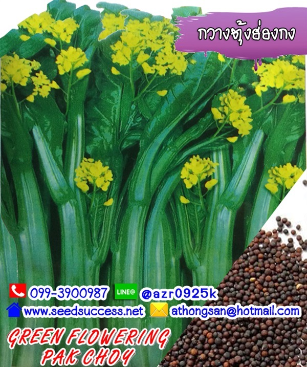 กวางตุ้งดอกฮ่องกง (Green Flowering Pak Choy) / 800 เมล็ด | seedsuccess (ซีดซักเซส) - เขื่องใน อุบลราชธานี