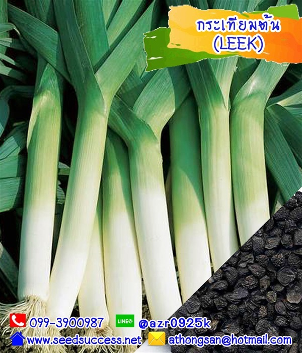 กระเทียมต้น (Leek) / 150 เมล็ด