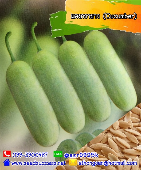 แตงกวาขาว (Cucumber) / 20 เมล็ด | seedsuccess (ซีดซักเซส) - เขื่องใน อุบลราชธานี