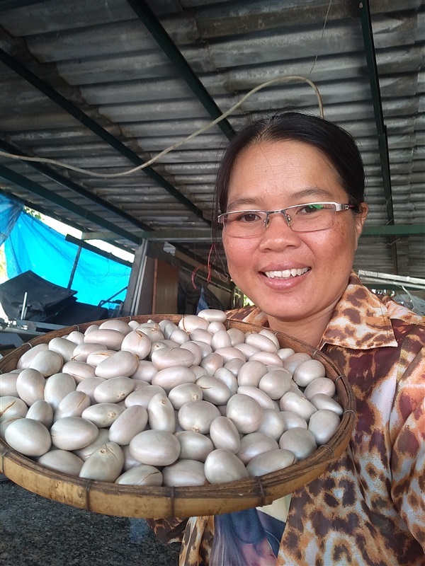 เมล็ดขนุนทองประเสร็ฐพร้อมเพาะจำนวนมาก | เมล็ดพันธุ์ดี เกษตรวิถีไทย - เมืองระยอง ระยอง