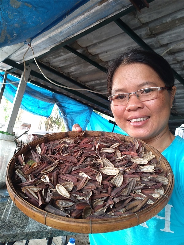 ขายเมล็ดมัยลาภพร้อมเพาะจำนวนมาก | เมล็ดพันธุ์ดี เกษตรวิถีไทย - เมืองระยอง ระยอง