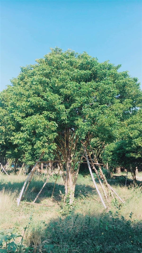 ต้นแก้วเจ้าจอม สูง 2-5 เมตร | บีพีเจโมเดิร์น -  นนทบุรี