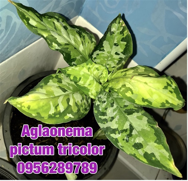อโกลนีมา,เสือพราน3สี,Aglaonema pictum tricolor. | อัญชัน seeds - สวนหลวง กรุงเทพมหานคร