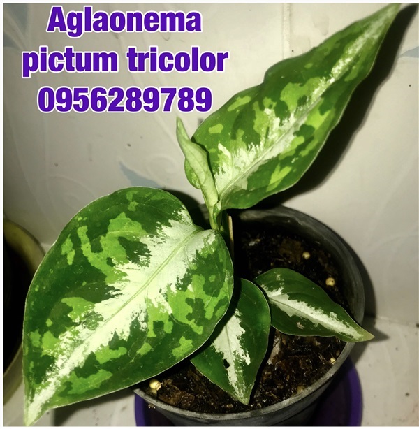 Aglaonema pictum tricolor,อโกลนีมา, เสือพราน 3สี, | อัญชัน seeds - สวนหลวง กรุงเทพมหานคร