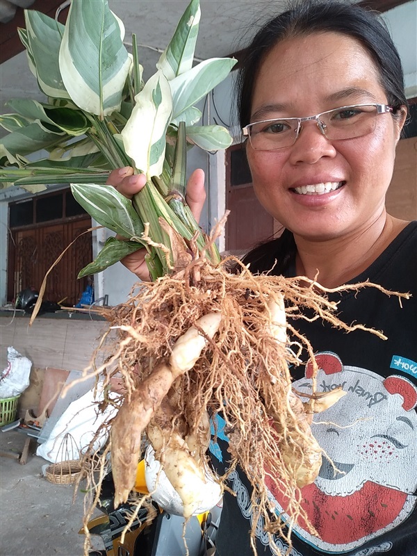 สาคูด่าง | เมล็ดพันธุ์ดี เกษตรวิถีไทย - เมืองระยอง ระยอง