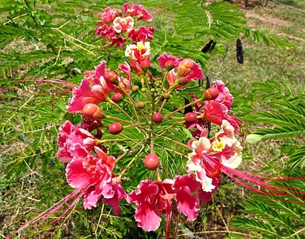 เมล็ดหางนกยูงไทยสีชมพูพร้อมเพาะจำนวนมาก | เมล็ดพันธุ์ดี เกษตรวิถีไทย - เมืองระยอง ระยอง