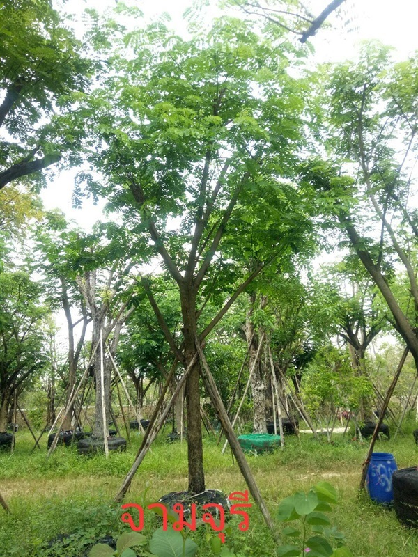 ต้นจามจุรี | ดิเรก บ้านดงบัง -  ปราจีนบุรี