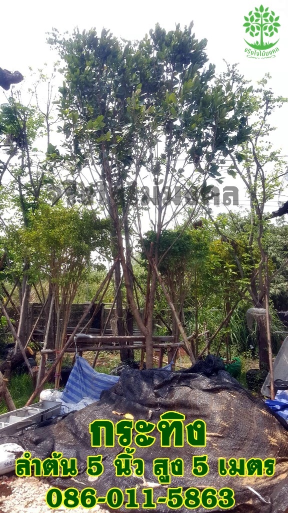 ขายต้นกระทิง ลำต้น 5 นิ้ว สูง 5-6 เมตร | จริงใจไม้มงคล แอนด์ แลนด์สเคป - ลำลูกกา ปทุมธานี