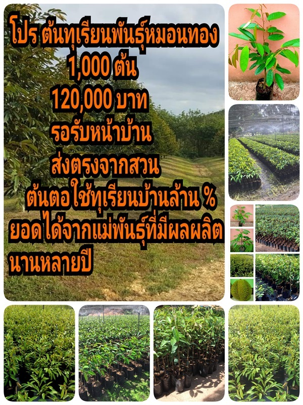 โปรหน้าฝน ทุเรียนหมอนทอง 1,000 ต้น 90,000บ. ส่งฟรีทั่วไทย | เสี่ยอ้วน พันธุ์ทุเรียน - เมืองชุมพร ชุมพร