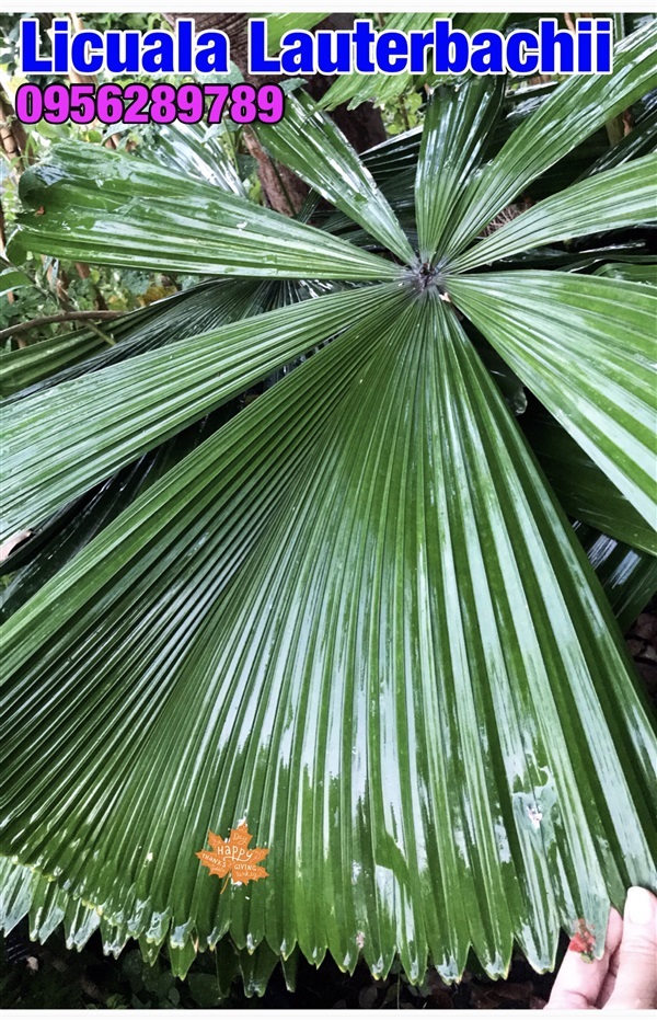 Licuala lauterbachii กระพ้อ หายากใบสวยแปลก ไม่เหมือนใคร | อัญชัน seeds - สวนหลวง กรุงเทพมหานคร