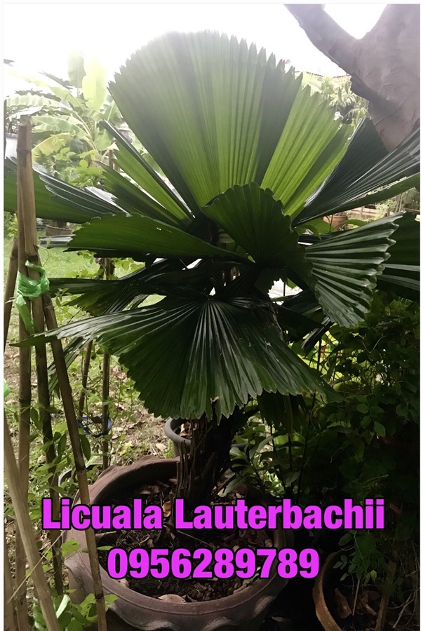 กระพ้อ Licuala lauterbachii สายพันธุ์  | อัญชัน seeds - สวนหลวง กรุงเทพมหานคร