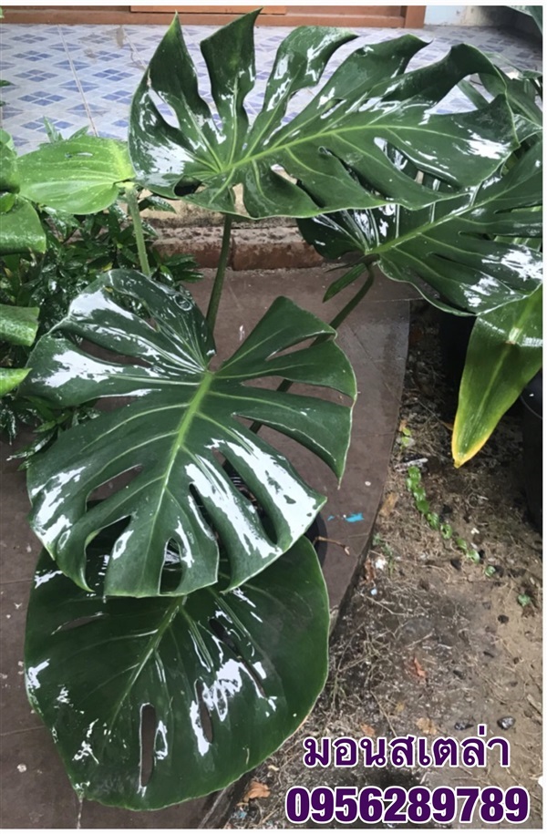 มอนสเตอล่า ,มอนสเตล่า Monstera