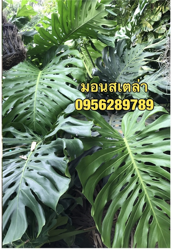 มอนสเตอล่า ,มอนสเตล่า, มอนสเตอร่า,Monstera | อัญชัน seeds - สวนหลวง กรุงเทพมหานคร