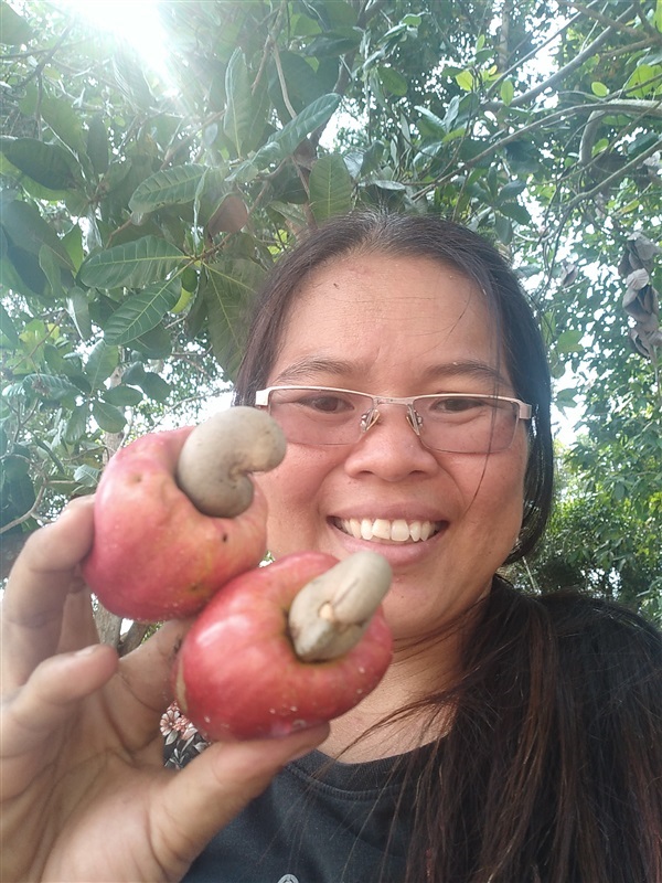 ขายเมล็ดมะม่วงหิมพานต์พร้อมเพาะจำนวนมาก | เมล็ดพันธุ์ดี เกษตรวิถีไทย - เมืองระยอง ระยอง