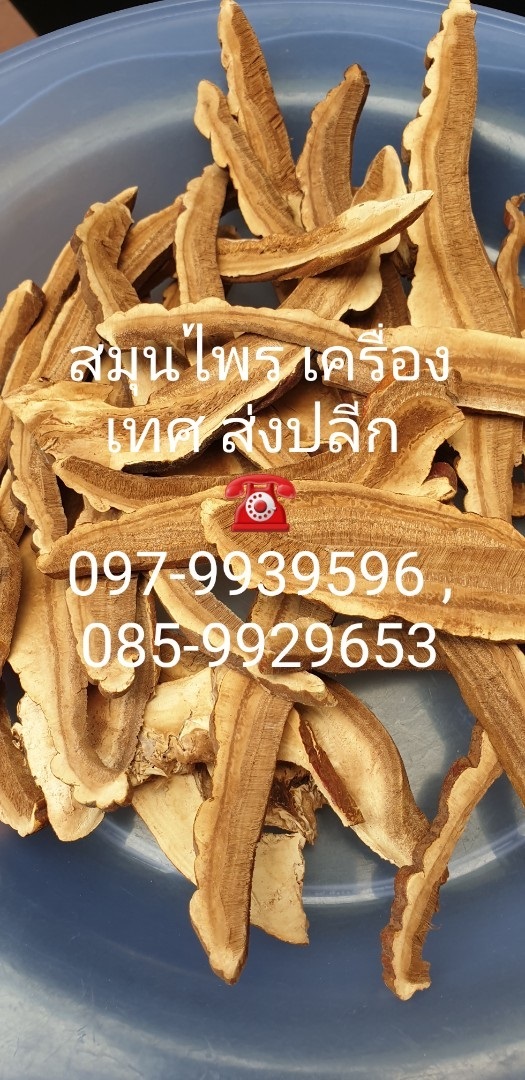 เห็ดหลินจือ Ganoderma lucidum | เฟิร์สบีนส์ -  กรุงเทพมหานคร