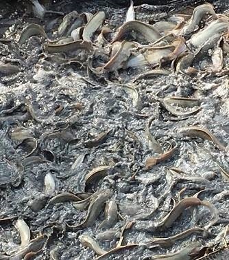 อาหารปลาดุก