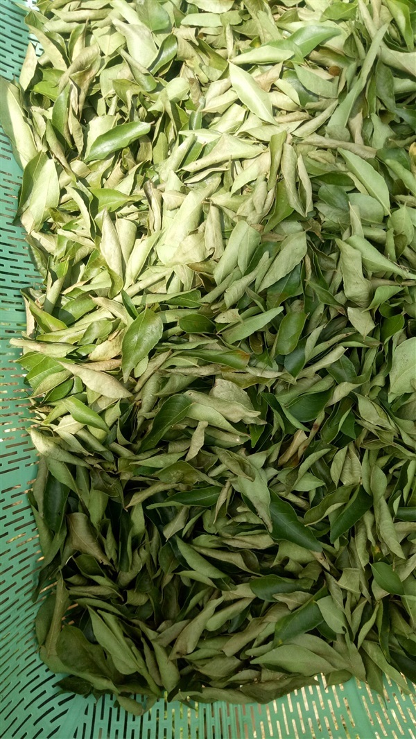 dry curry leaves ใบแกง ใบกะหรี่ (ไม่ใช่ใบหมุย) | ailun farm - เบตง ยะลา