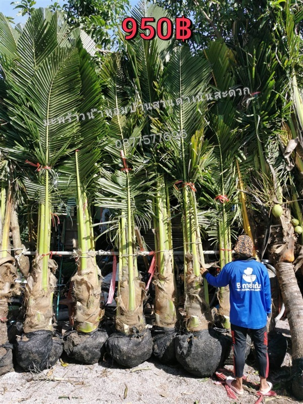 ต้นมะพร้าวน้ำหอมขุดล้อมสำหรับตกแต่งสถานที่ | ชิ มะม่วงหาวมะนาวโห่ -  สมุทรสงคราม