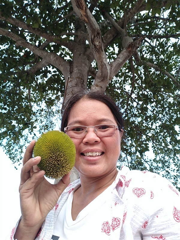 ขายเมล็ดพร้อมเพาะขนุนป่าจำนวนมาก | เมล็ดพันธุ์ดี เกษตรวิถีไทย - เมืองระยอง ระยอง