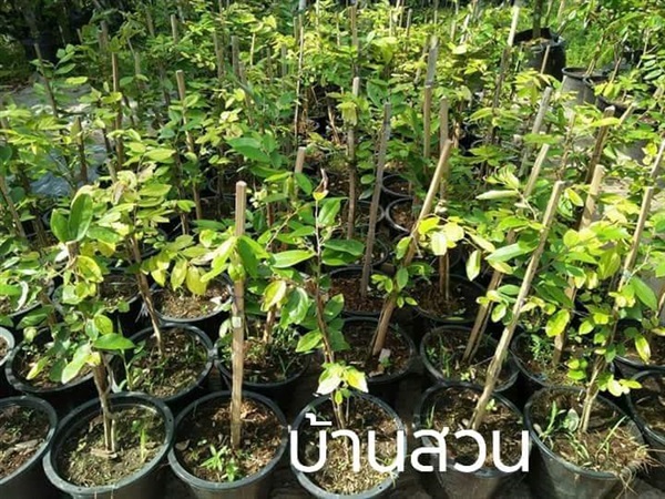 รวงผึ้ง | บ้านสวนพันธุ์ไม้ - นากลาง หนองบัวลำภู