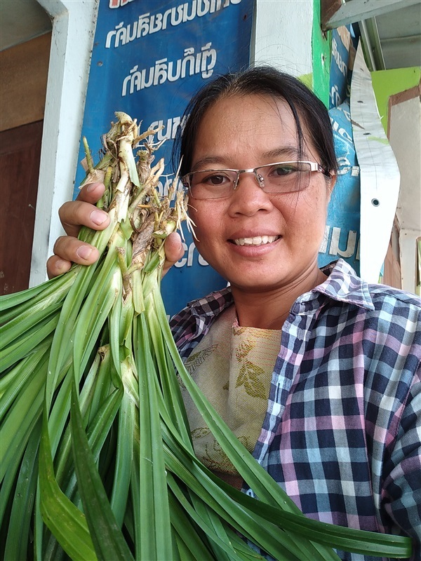 กล้าเตยหอมพร้อมปลูก | เมล็ดพันธุ์ดี เกษตรวิถีไทย - เมืองระยอง ระยอง