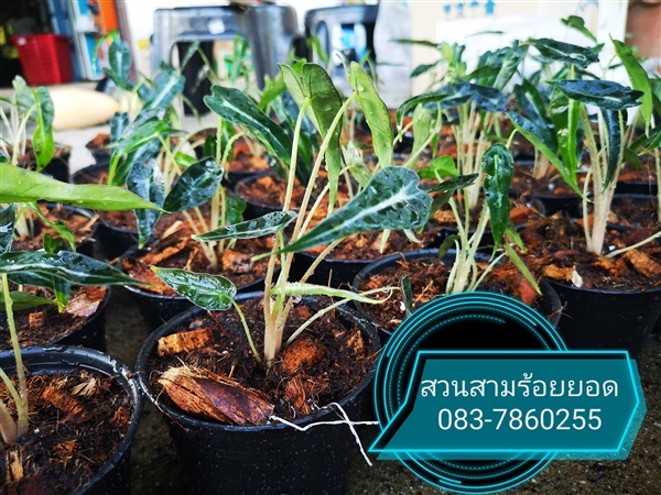 ?สินค้าหมด?ชั่วคราวแก้วสารพัดนึกแก้วหน้าม้า | สวนสามร้อยยอด - สามร้อยยอด ประจวบคีรีขันธ์