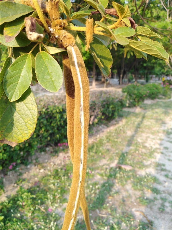 เหลืองเชียงราย | เมล็ดพันธุ์ดี เกษตรวิถีไทย - เมืองระยอง ระยอง