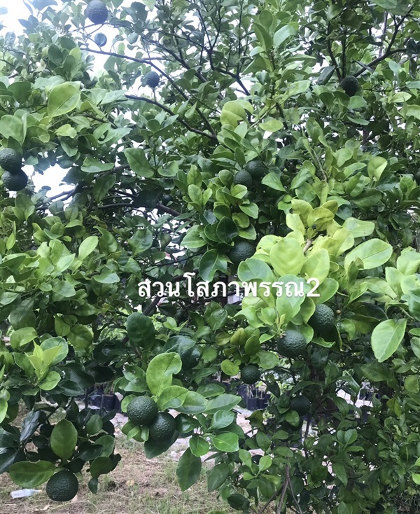 ต้นส้มซ่า | สวนโสภาพรรณ2 - เมืองปราจีนบุรี ปราจีนบุรี