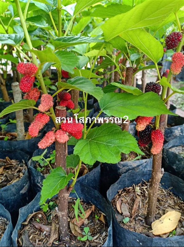 ต้นหม่อนมัลเบอรี่ | สวนโสภาพรรณ2 - เมืองปราจีนบุรี ปราจีนบุรี