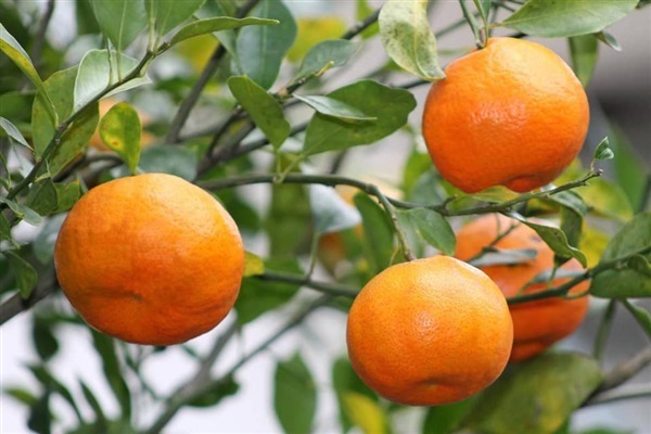 จำหน่ายส้มแมนดารินออสเตรเลีย ไร้เมล็ด รสชาติหวาน แบบเสียบยอด | Drenglish Garden มหาสารคาม - กันทรวิชัย มหาสารคาม