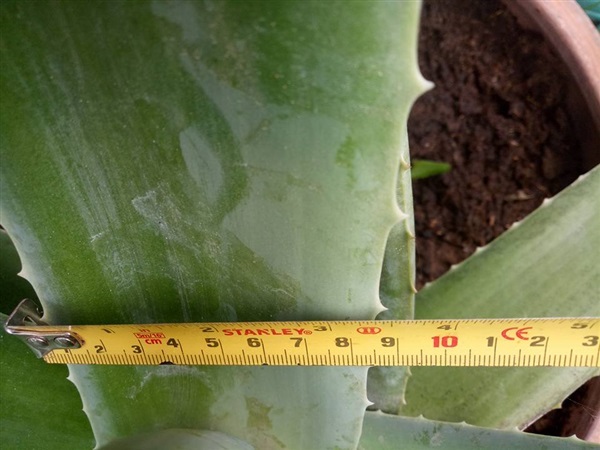 กล้าว่านหางจระเข้ Barbadensis Aloevera | เฟรนด์ฟอเรส  - บ้านแฮด ขอนแก่น