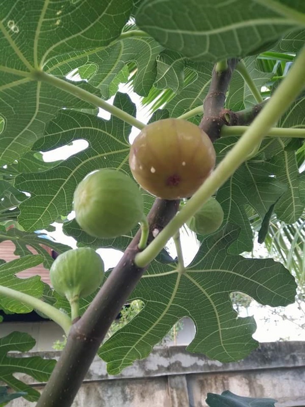 ต้นกล้ามะเดื่อฝรั่งพันธุ์คิง King Fig Seedling