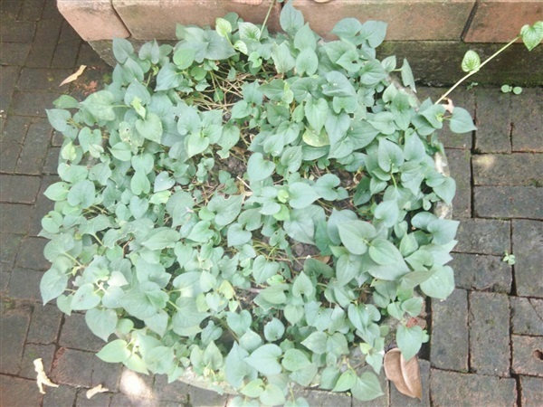 พลูคาว (ต้นละ 50บาท ใบสดกิโลละ 300 บาท) | สวนชลิตตา - ปากเกร็ด นนทบุรี