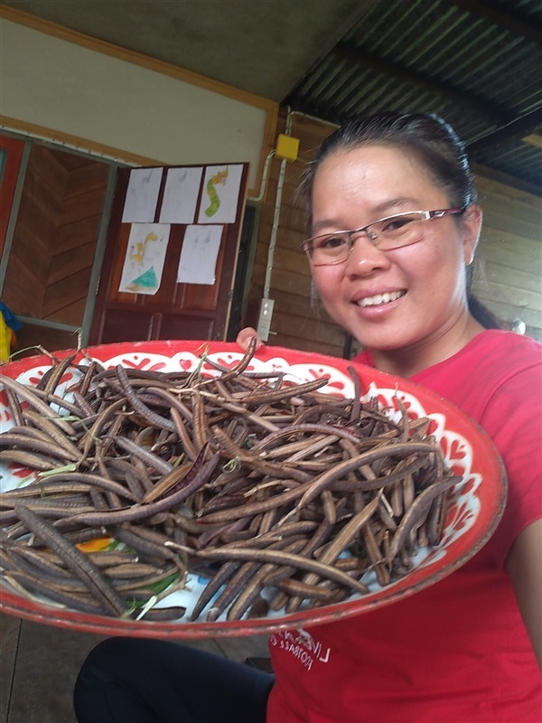 เมล็ดผักเค็ดหรือขี้เหล็กหวานพร้อมเพาะจำนวนมาก | เมล็ดพันธุ์ดี เกษตรวิถีไทย - เมืองระยอง ระยอง