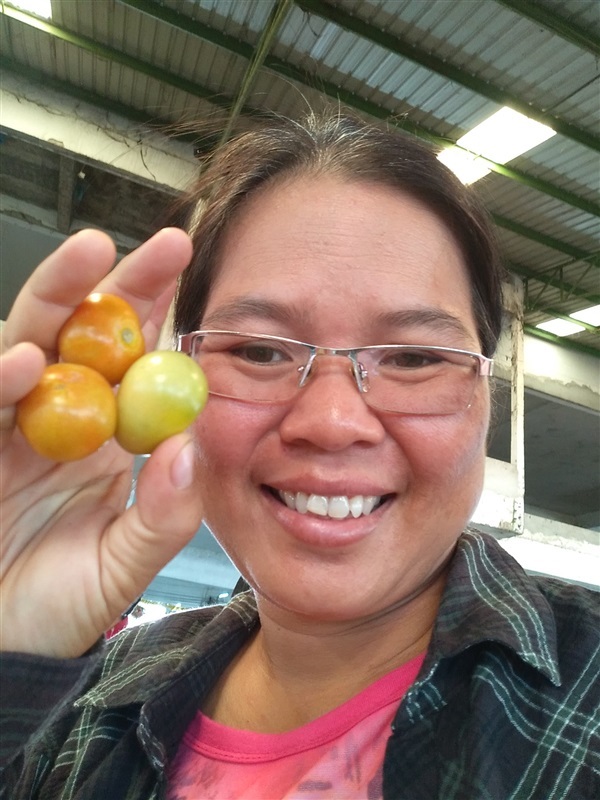 มะเขือเครือส้มตำ | เมล็ดพันธุ์ดี เกษตรวิถีไทย - เมืองระยอง ระยอง