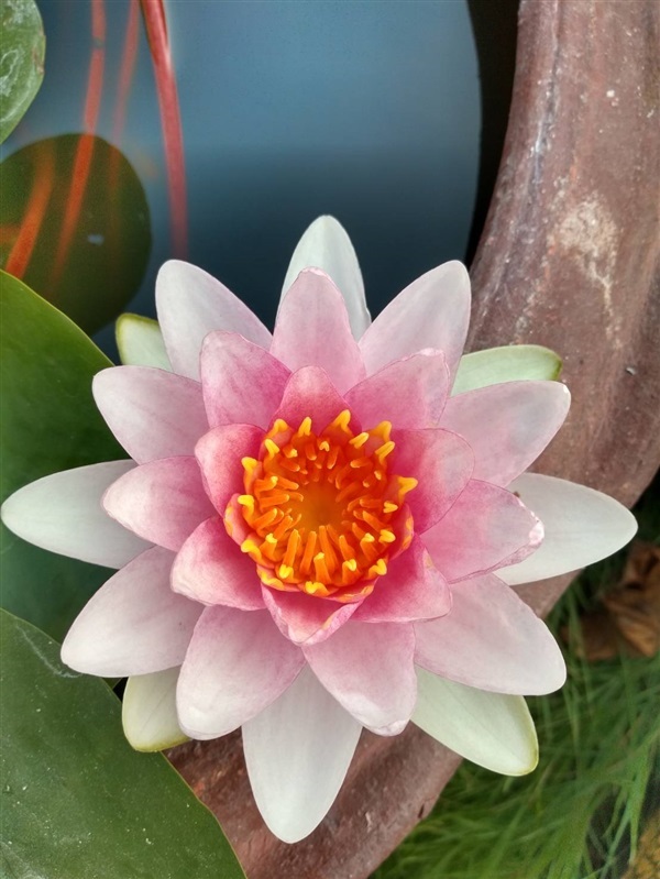 บัวกลอริโอซา Gloriosa | Water Lily &  Tree - เมืองนครราชสีมา นครราชสีมา