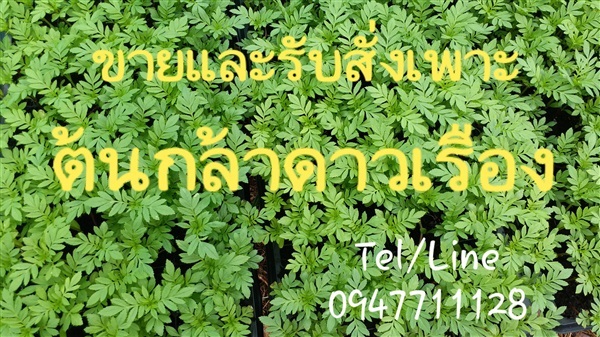 ขายต้นกล้าดาวเรืองพร้อมปลูก | PPL Prosupply Network - มีนบุรี กรุงเทพมหานคร