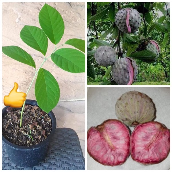 Pink Ilama Annona diversifolia 