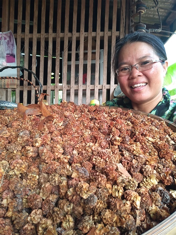 ยางกราด สะแบง | เมล็ดพันธุ์ดี เกษตรวิถีไทย - เมืองระยอง ระยอง