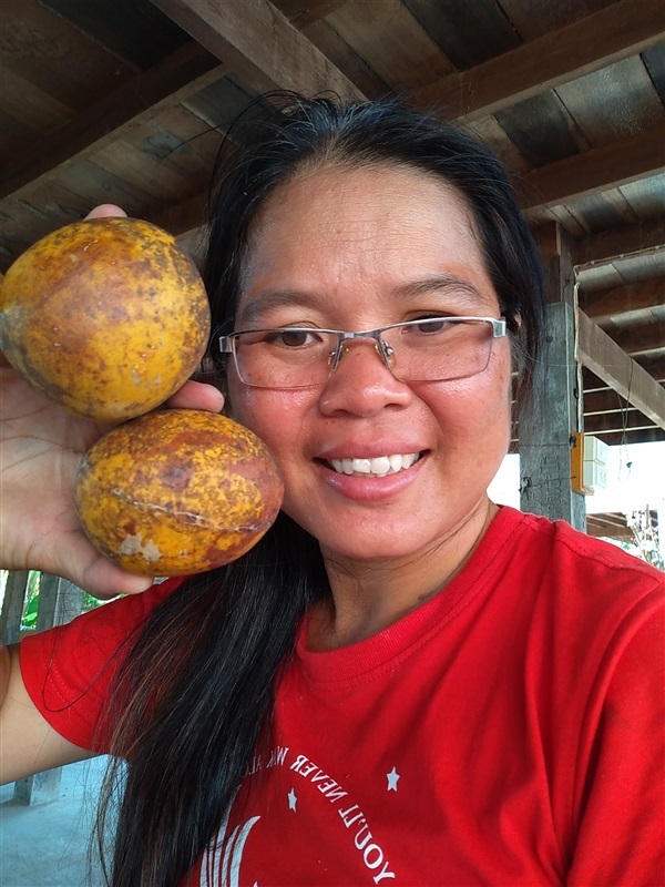 ขายเมล็ดพร้อมเพาะมะตูมไทยจำนวนมาก | เมล็ดพันธุ์ดี เกษตรวิถีไทย - เมืองระยอง ระยอง