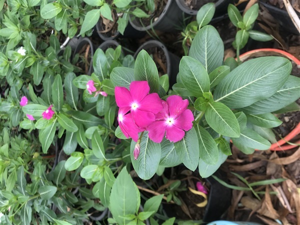 เมล็ดดอกแพงพวย  100 เมล็ด/ถุง Cayenne jasmine seed