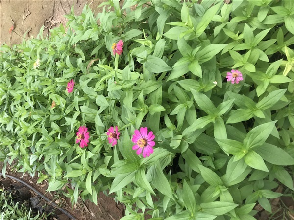 เมล็ดดอกบานชื่น เมล็ดบานชื่น 100 เมล็ด/ถุง Zinnia seed