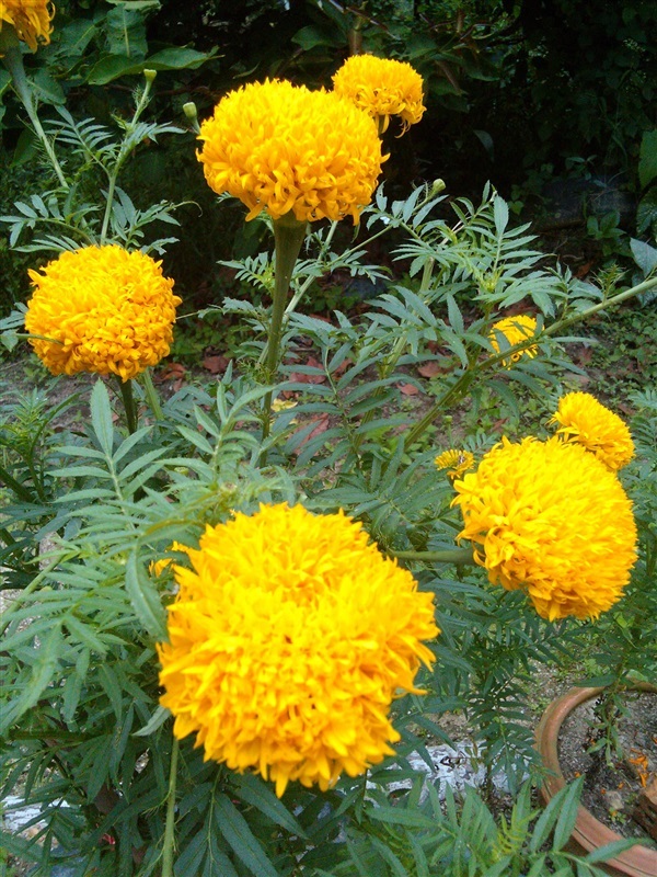เมล็ดดอกดาวเรือง 100 เมล็ด/ถุง African Marigold seed | Alungkarn - เมืองราชบุรี ราชบุรี