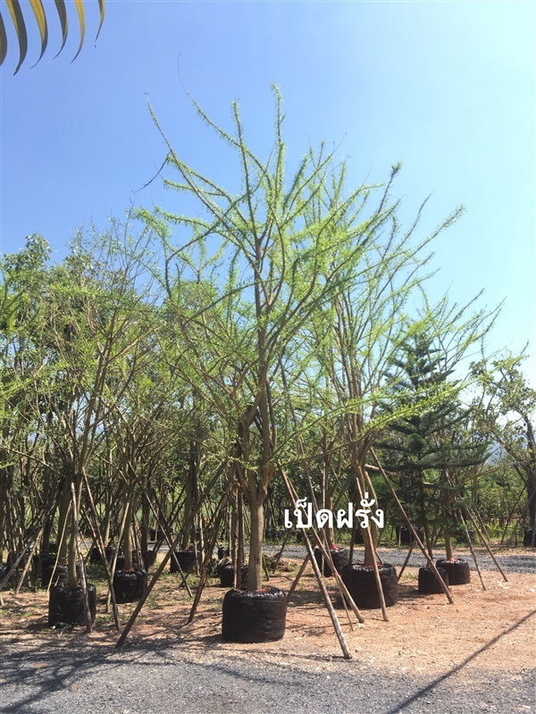 ต้นเป็ดฝรั่ง | สวน ทับทิม การ์เด้นท์ - แก่งคอย สระบุรี