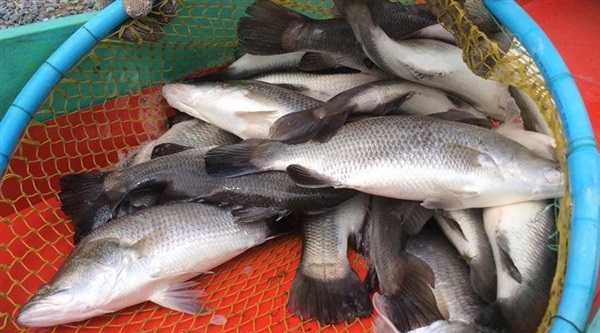 อาหารปลากะพง