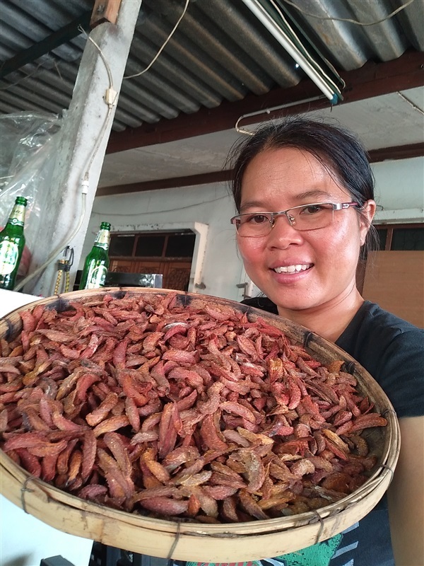 ขายเมล็ดชมวงพร้อมเพาะจำนวนมาก | เมล็ดพันธุ์ดี เกษตรวิถีไทย - เมืองระยอง ระยอง