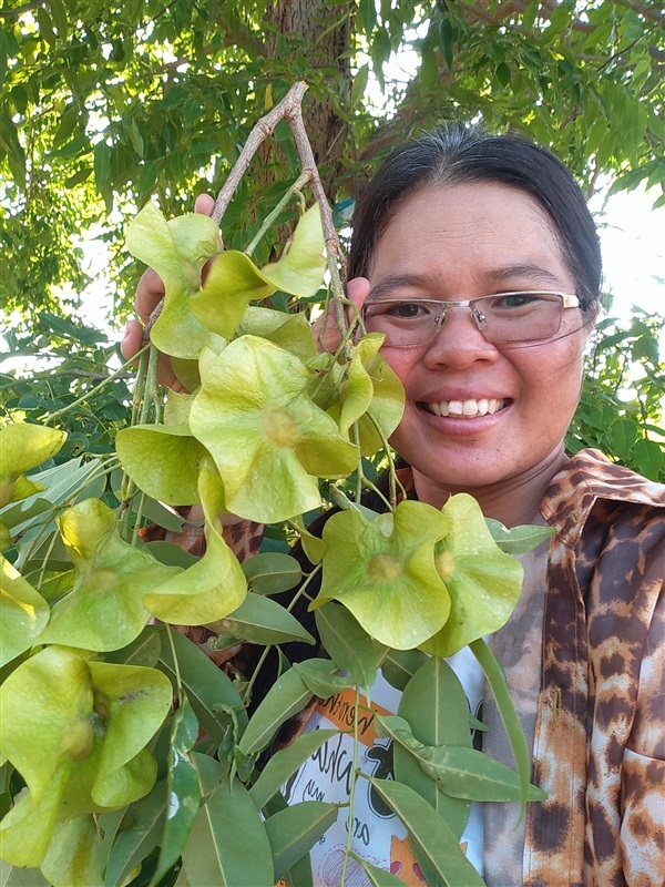 ขายเมล็ดพร้อมเพาะประดู่ป่าจำนวนมาก